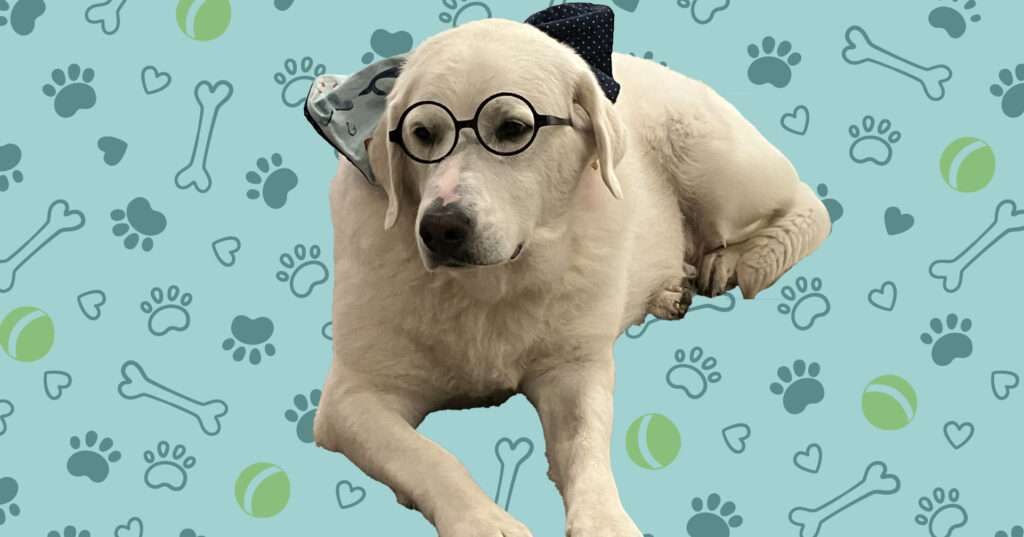 A large white dog named Kimchi wears a large bow tie and pair of glasses
