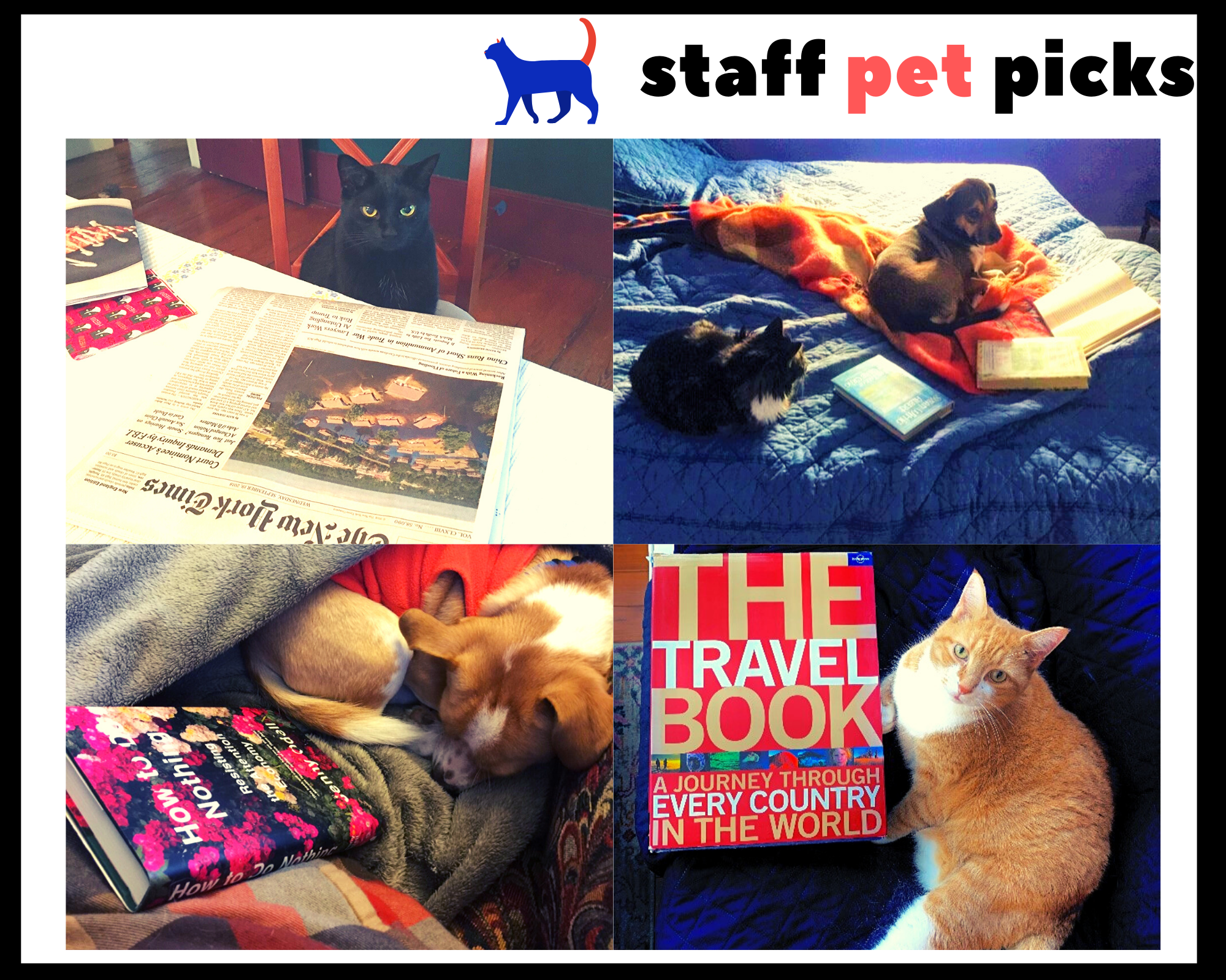 Staff Picks - Boredom Busters for Dogs and Cats