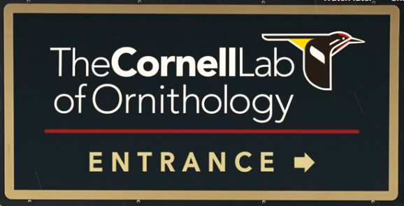 cornell lab of ornithology birds of the world