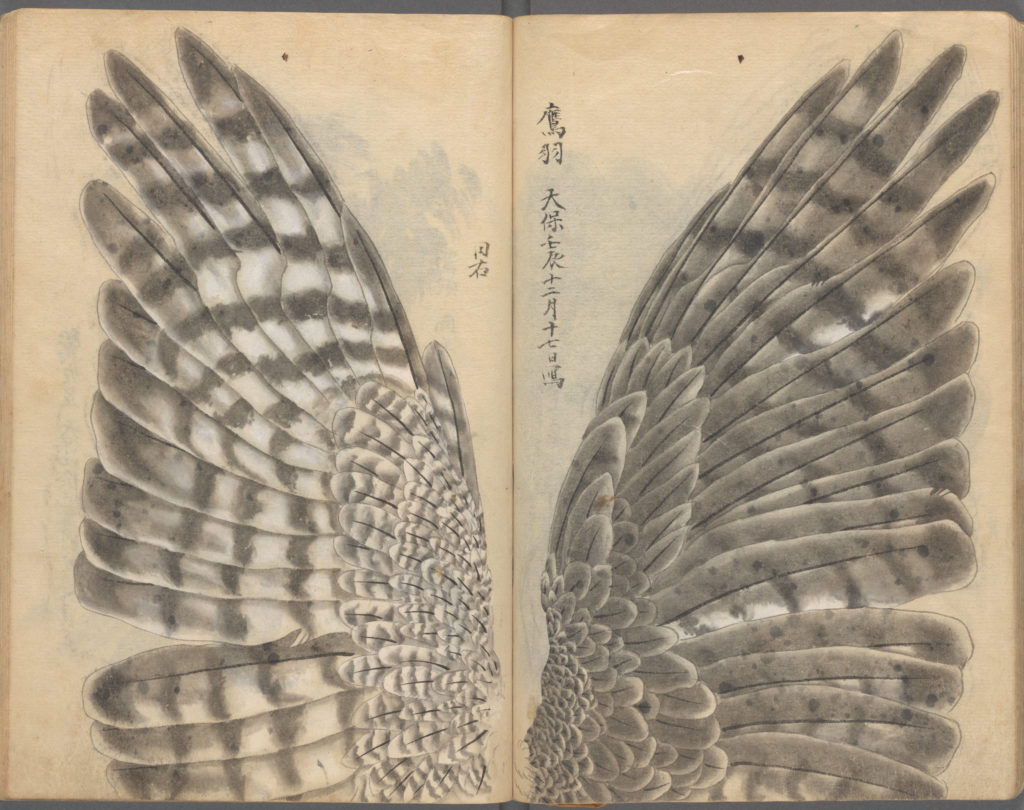 Pages from a sketchbook drawing of the outstretched wings of a bird.