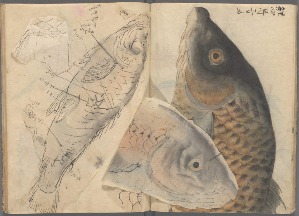 A sketchbook drawing of fish. 