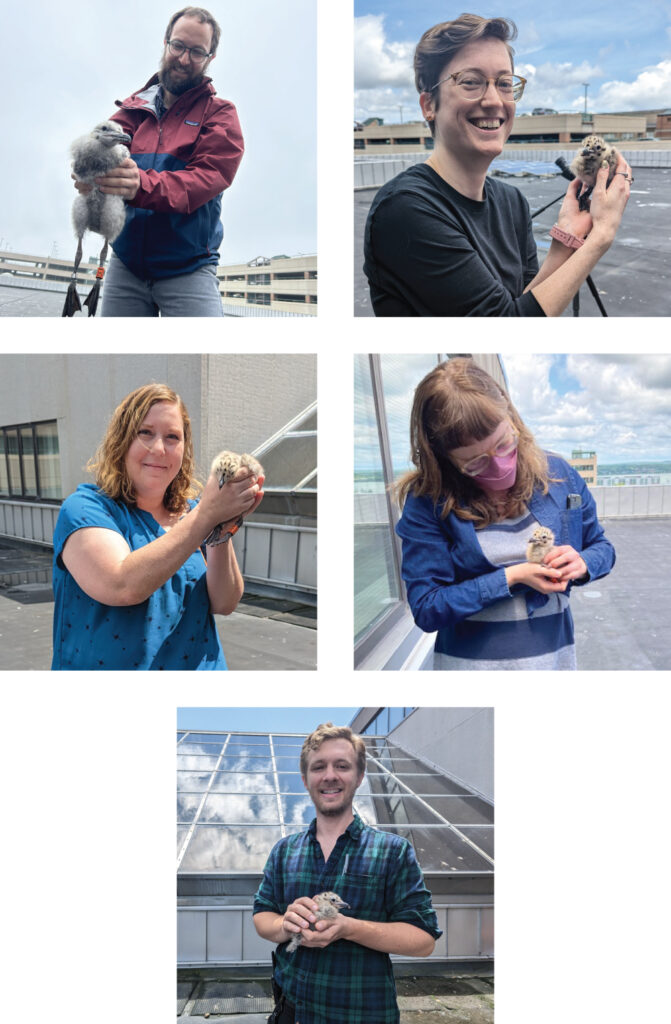 A series of images of PPL staff members holding herring gull chicks on the roofs of the Downtown Library