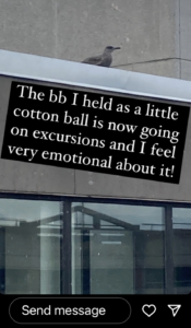 a screenshot of a social media post that shows an adolescent herring gull perched on the roof of the Downtown Library with the caption "the bb I held as a little cotton ball is now going on excursions and I feel very emotional about it!"