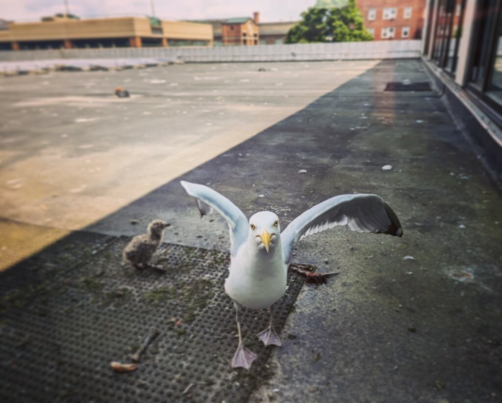 an adult herring gull on the roof of the Downtown Library approaches the camera with its wings spread in a defensive position protecting its chick (behind)