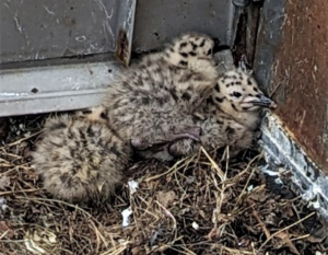 3 herring gull chicks huddle in a nest in the corner of the Downtown Library's roof