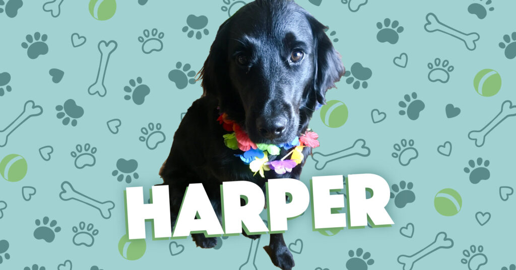 A black dog named Harper looks beautiful wearing a lei